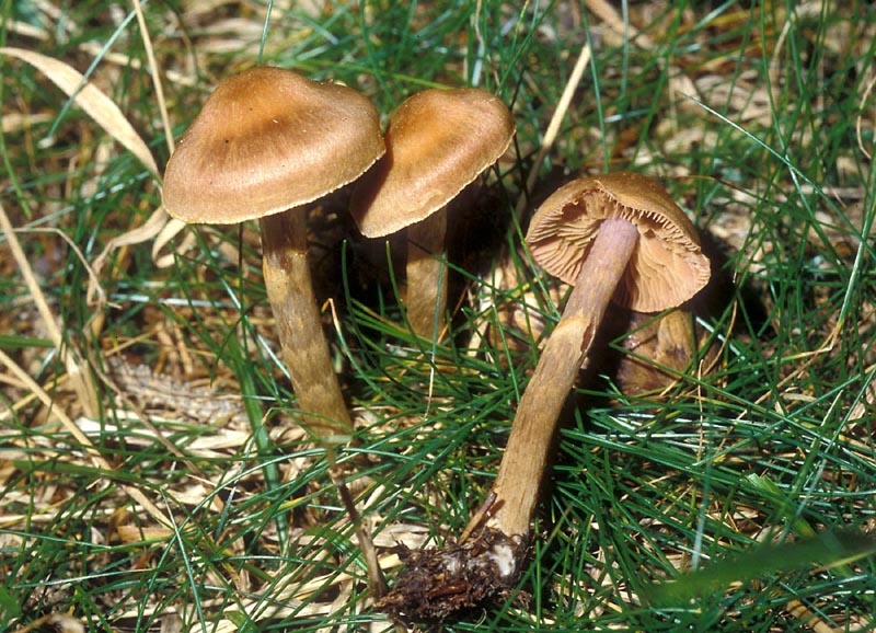 Aiuto det, Cortinarius